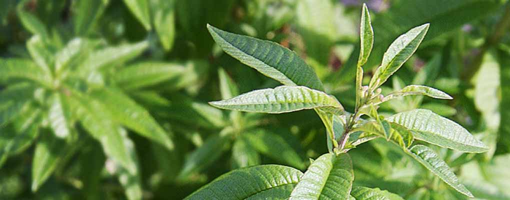 recette liqueur verveine du velay
